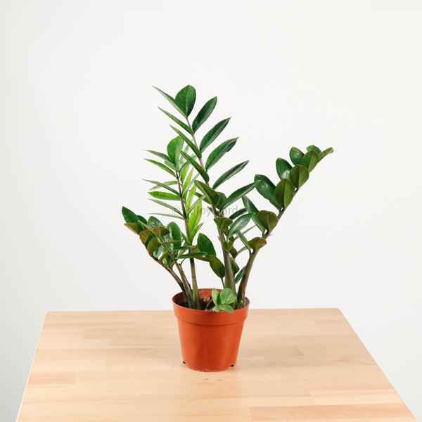 is zz plant good feng shui ZZ Plant aka jin qian shu (金钱树) in Nursery Grow Pot – Pulpy Garden
