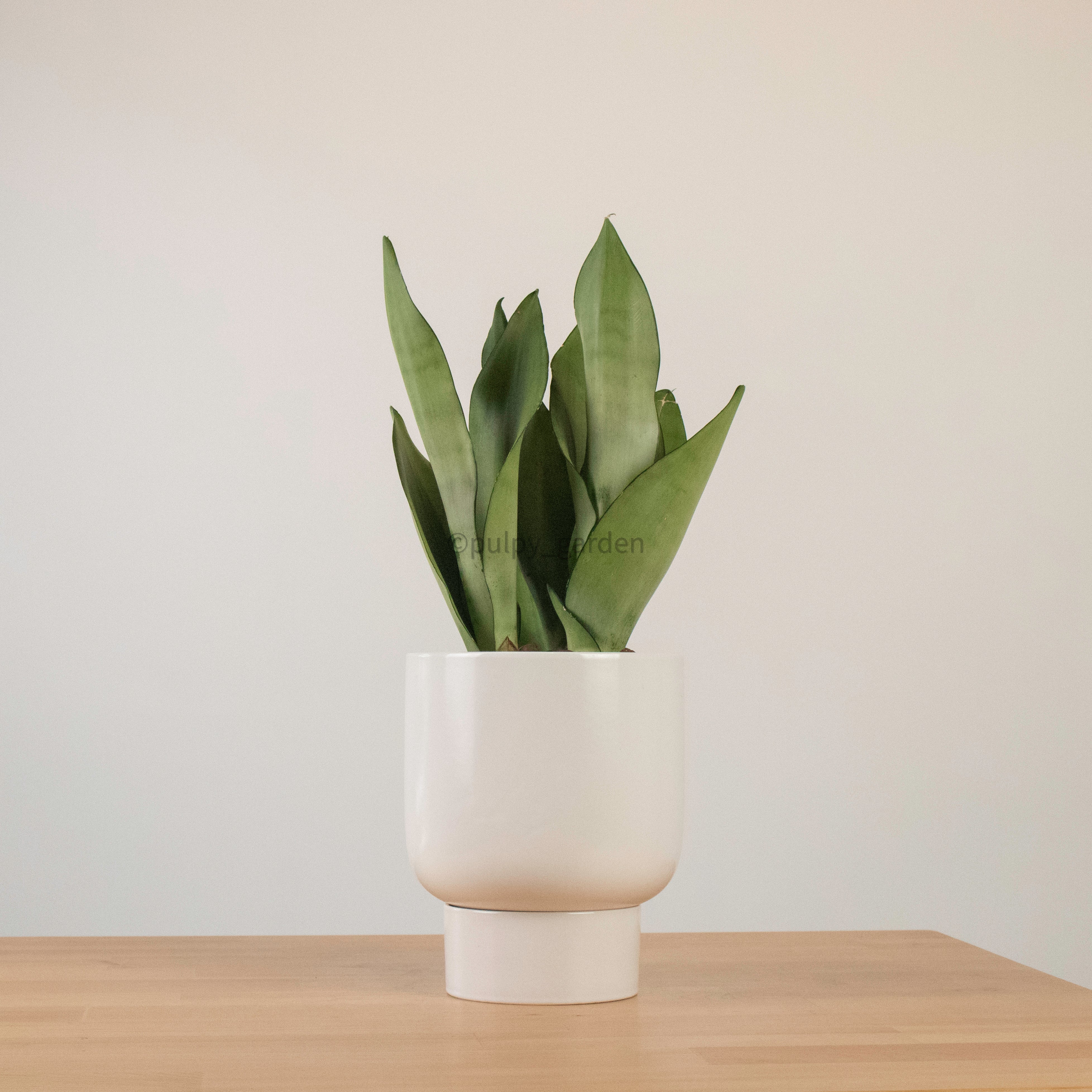 Sansevieria Trifasciata Moonshine in Designer Planter