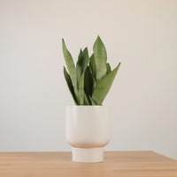 Sansevieria Trifasciata Moonshine in Designer Planter