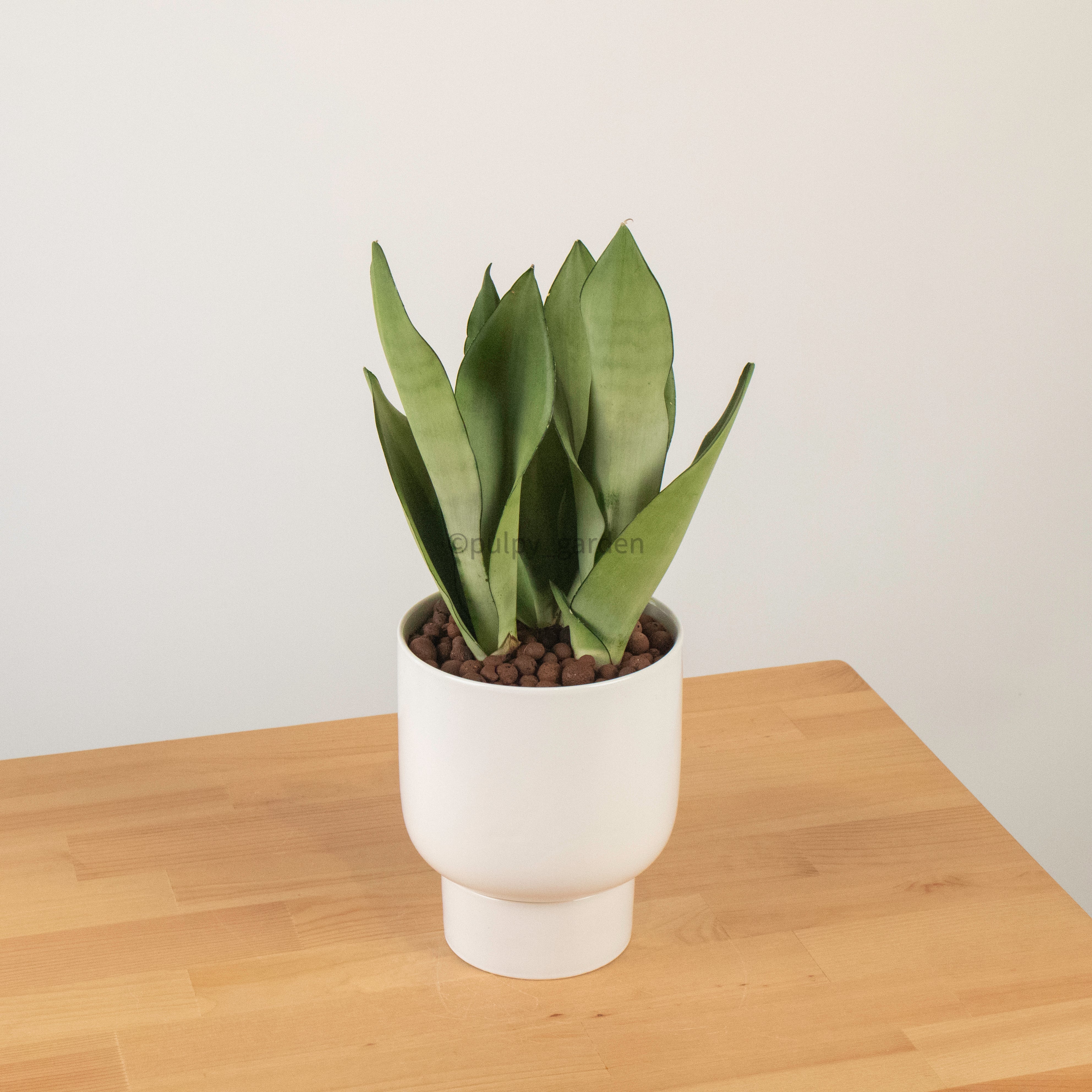 Sansevieria Trifasciata Moonshine in Designer Planter