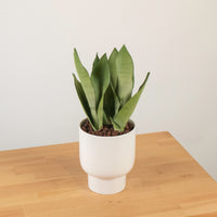 Sansevieria Trifasciata Moonshine in Designer Planter