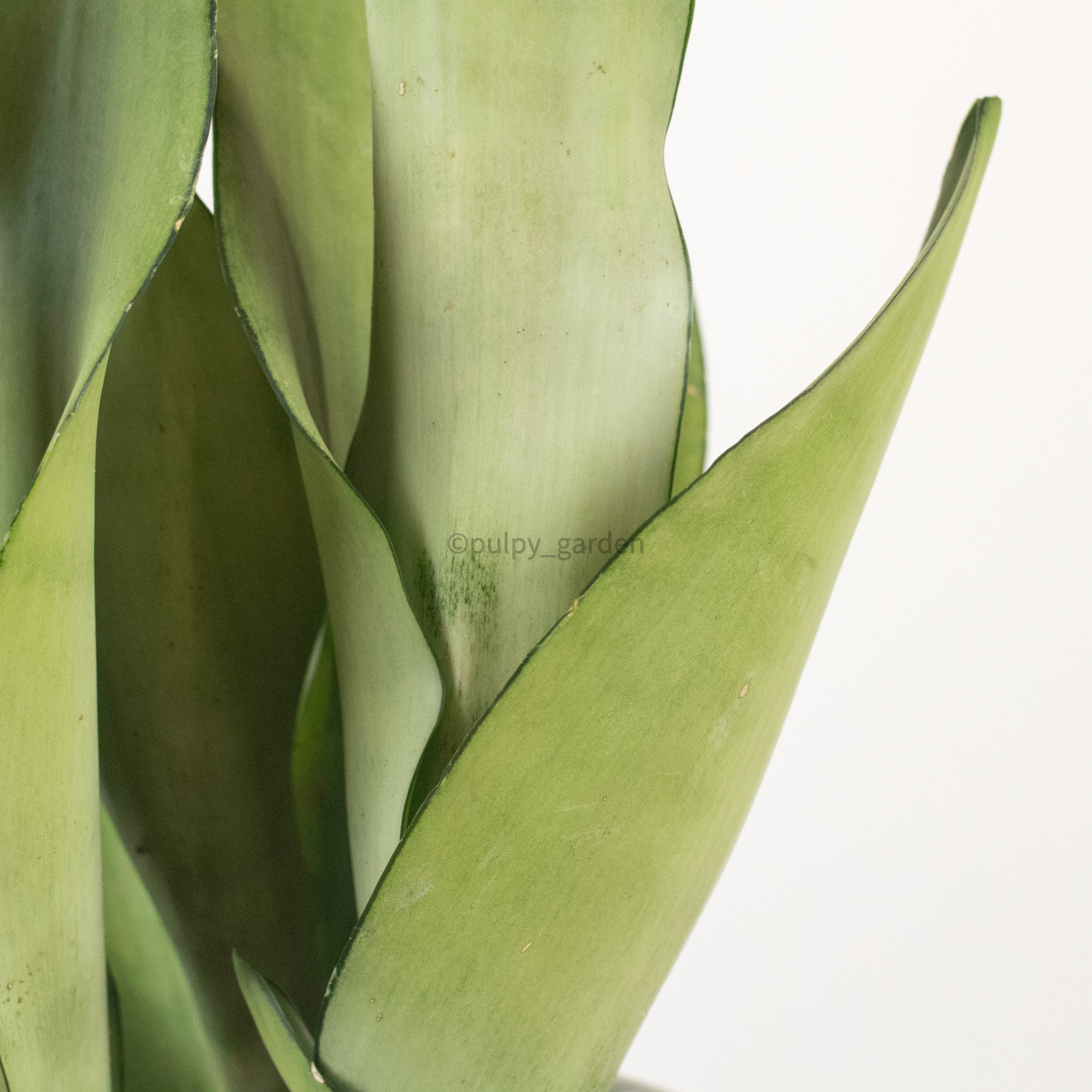 Sansevieria Trifasciata Moonshine in Designer Planter