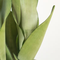 Sansevieria Trifasciata Moonshine in Designer Planter
