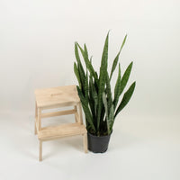 Large Sansevieria trifasciata GREEN (90cm) - ‘Mother-in-law’s Tongue’ in Nursery Grow Pot