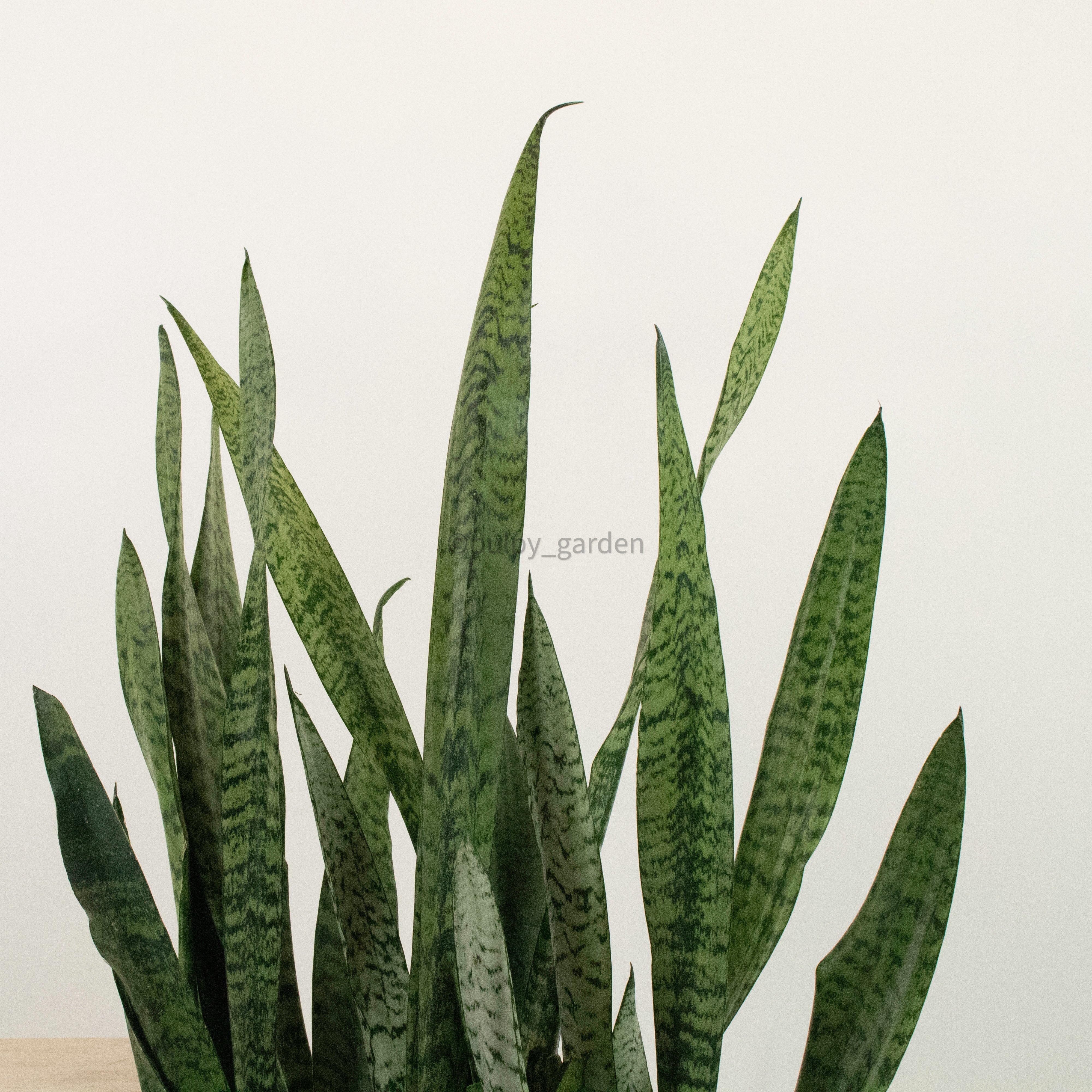 Large Sansevieria trifasciata GREEN (90cm) - ‘Mother-in-law’s Tongue’ in Nursery Grow Pot