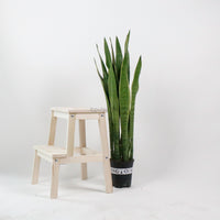 Large Sansevieria trifasciata GREEN (90cm) - ‘Mother-in-law’s Tongue’ in Nursery Grow Pot
