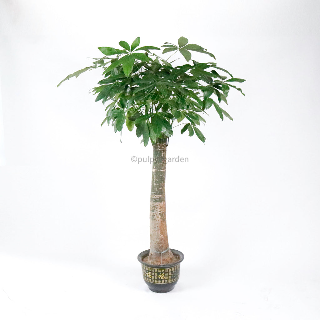 Large Pachira (1 Stem) in Nursery Grow Pot (220cm) (发财树 - Fa Cai Shu)