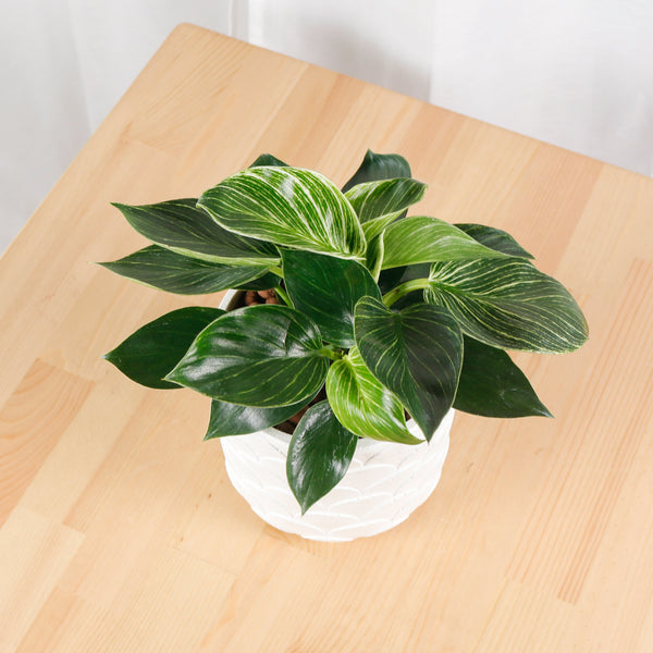 Philodendron Birkin in White Oriental Planter – Pulpy Garden