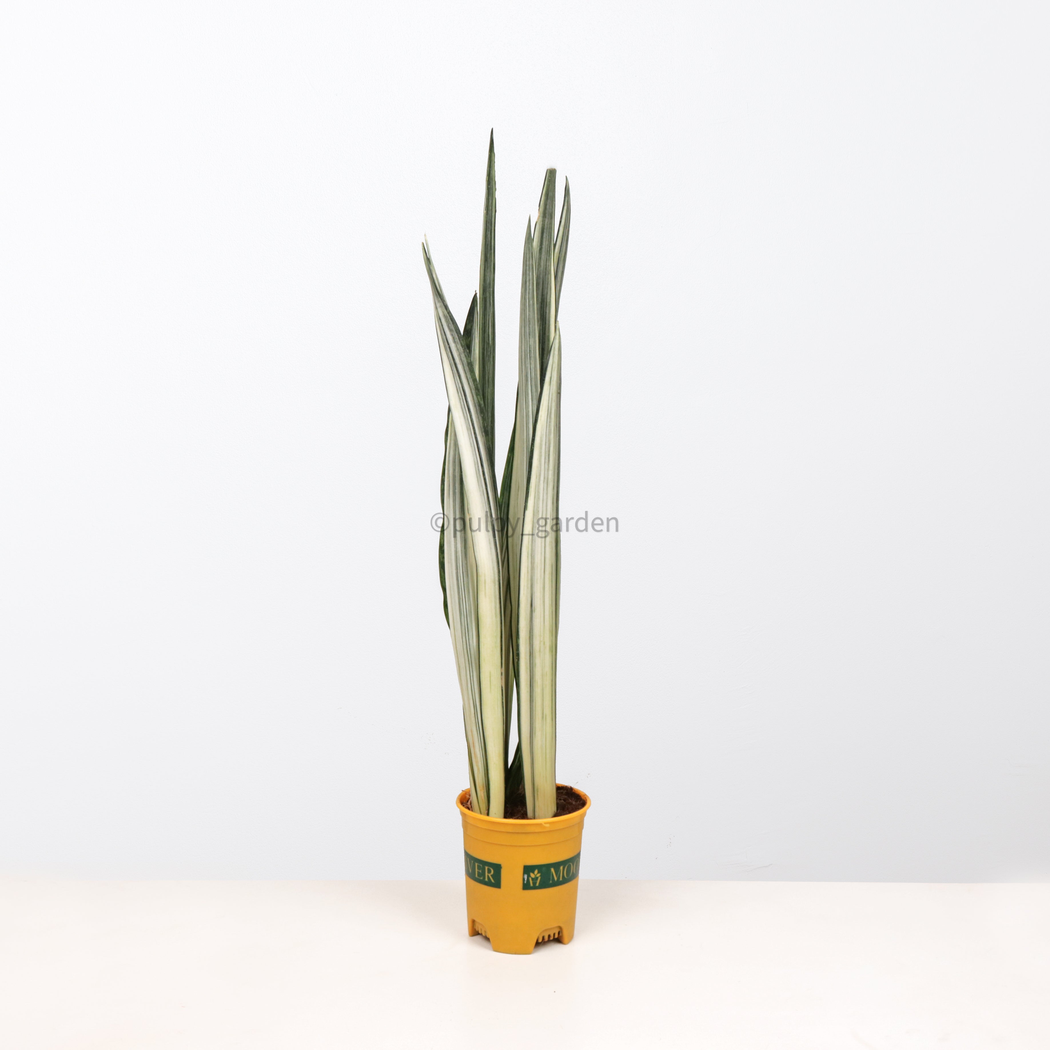 Sansevieria trifasciata Bantel's Sensation in Nursery Grow Pot