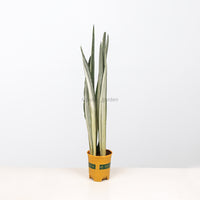 Sansevieria trifasciata Bantel's Sensation in Nursery Grow Pot