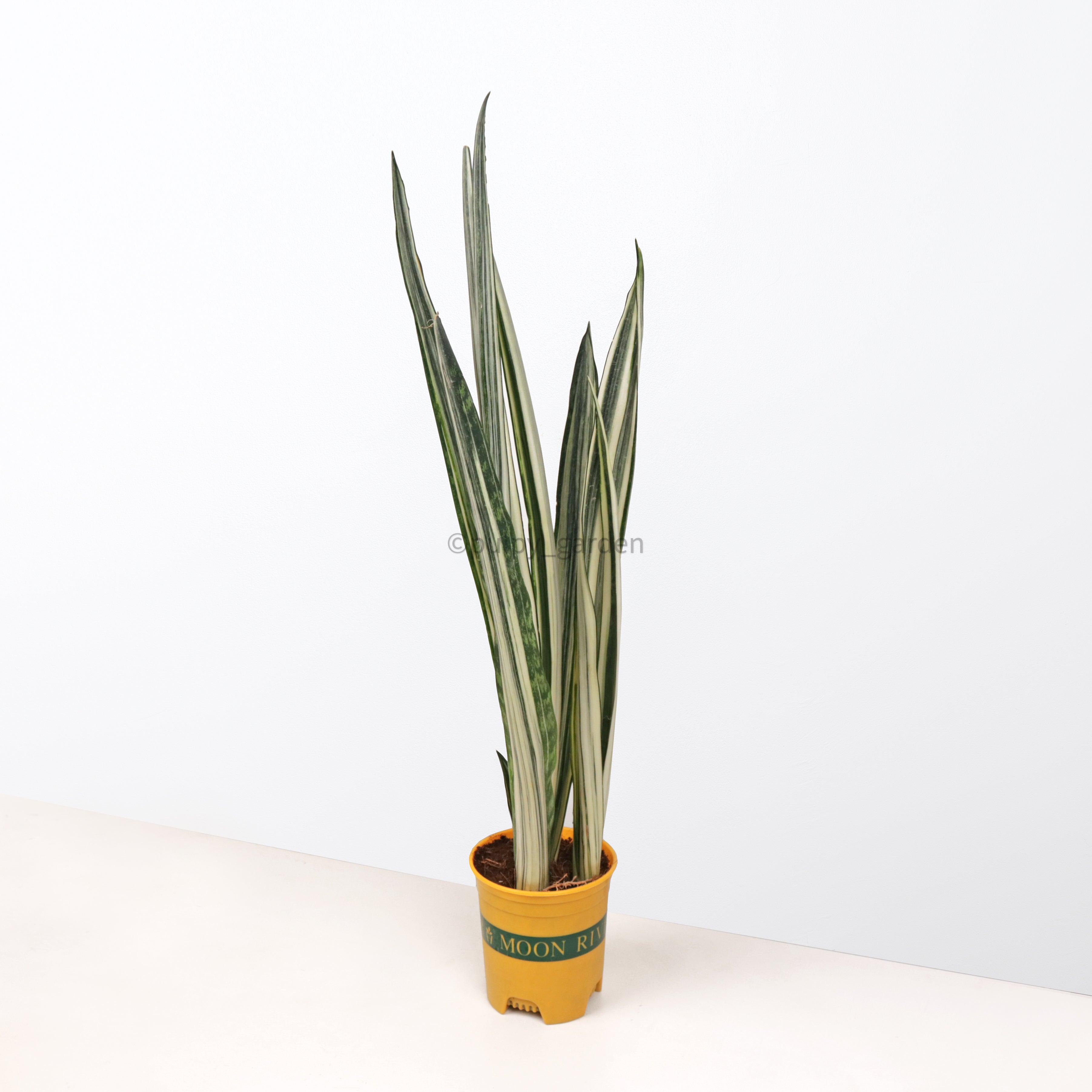 Sansevieria trifasciata Bantel's Sensation in Nursery Grow Pot