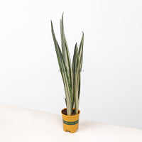 Sansevieria trifasciata Bantel's Sensation in Nursery Grow Pot