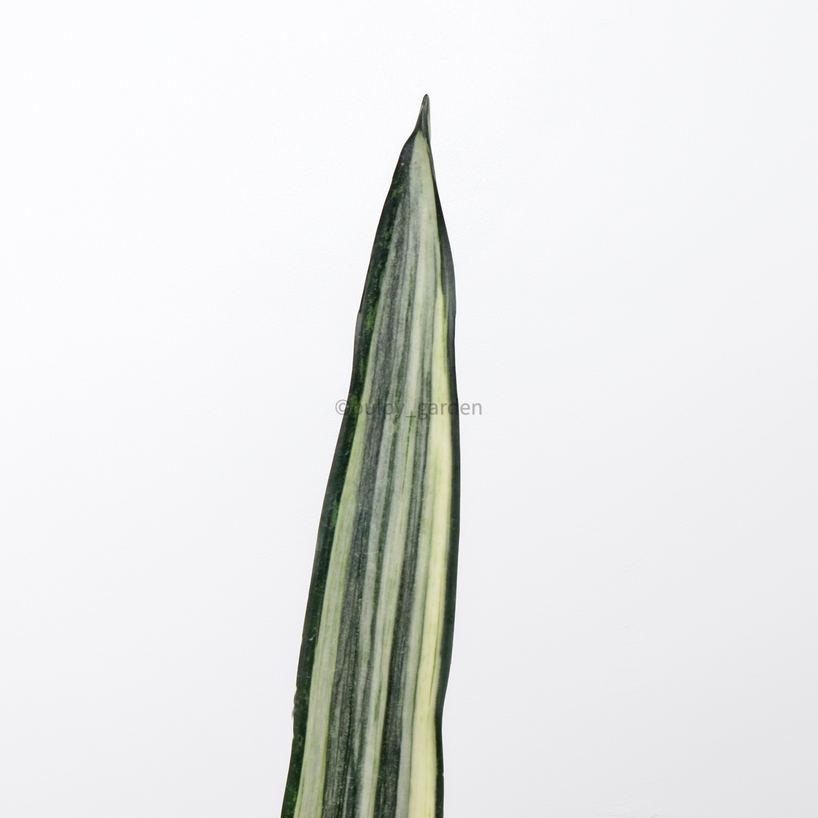Sansevieria trifasciata Bantel's Sensation in Nursery Grow Pot