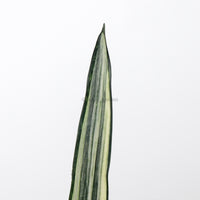 Sansevieria trifasciata Bantel's Sensation in Nursery Grow Pot