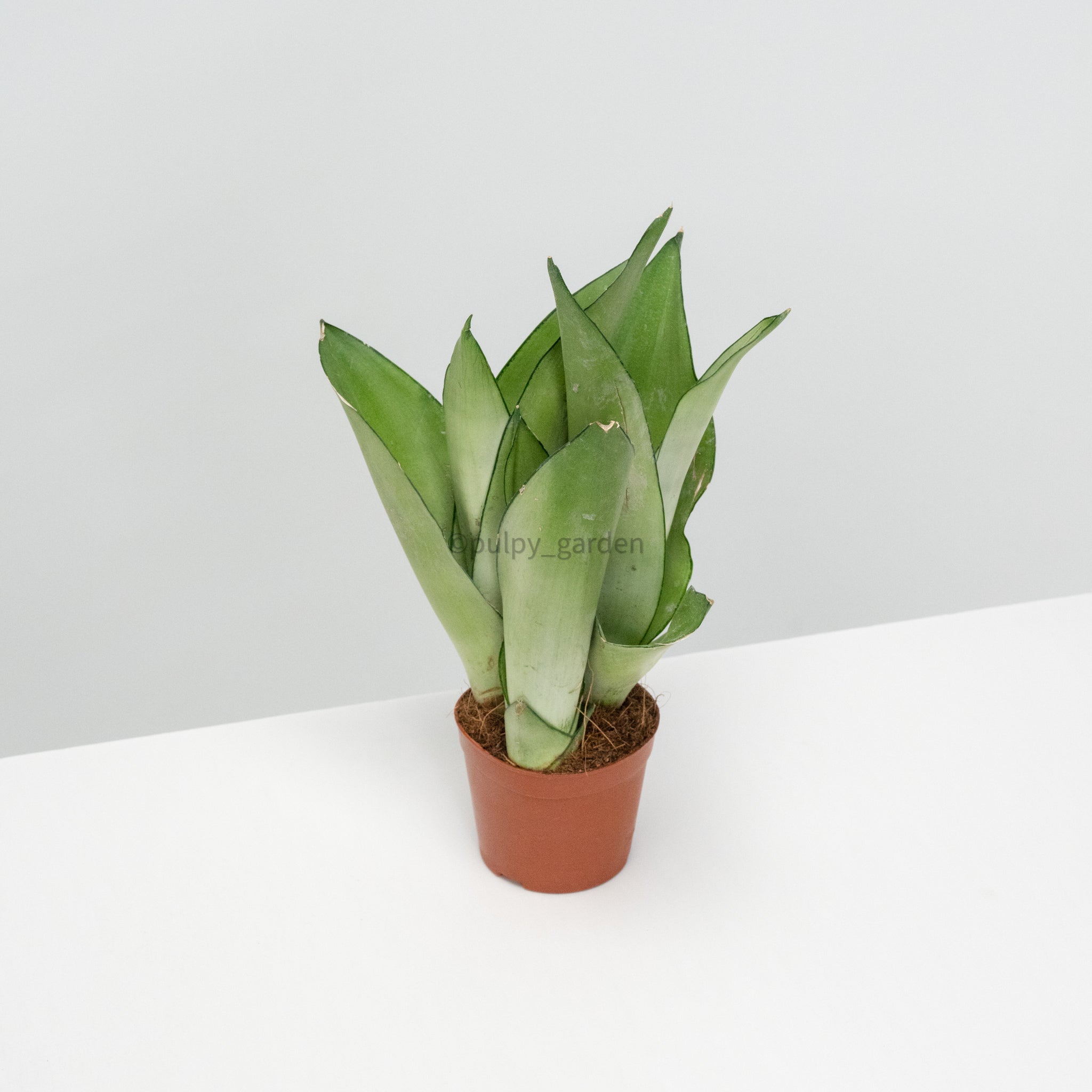 Sansevieria Trifasciata Moonshine in Nursery Grow Pot