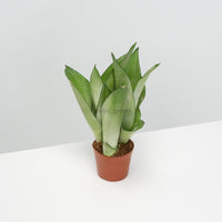 Sansevieria Trifasciata Moonshine in Nursery Grow Pot