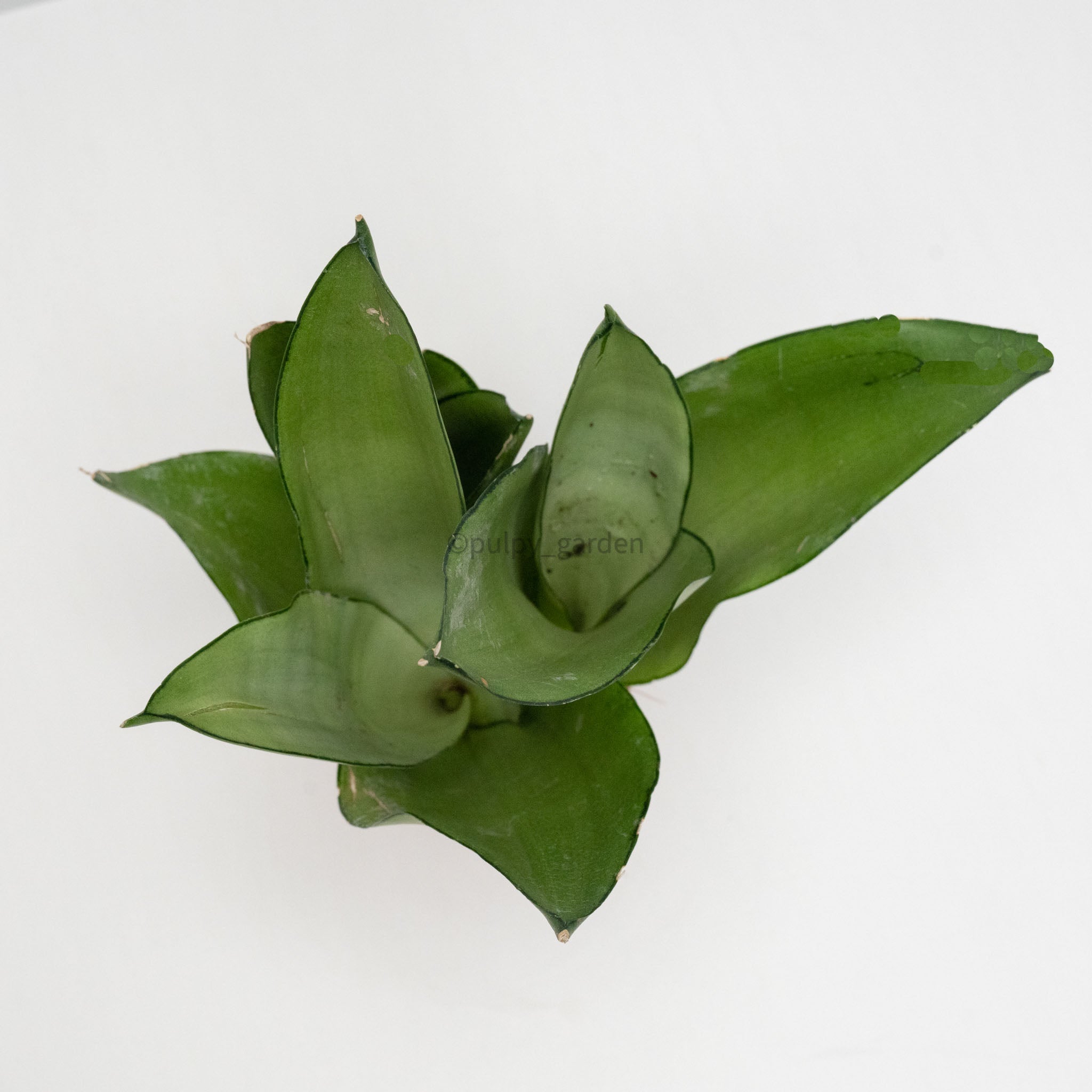 Sansevieria Trifasciata Moonshine in Nursery Grow Pot