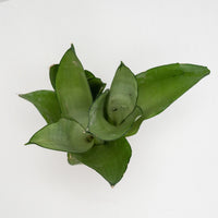 Sansevieria Trifasciata Moonshine in Nursery Grow Pot