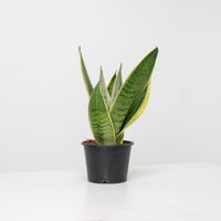 Sansevieria ‘Starlight’ ‘Silver Hahnii marginata in Nursery Grow Pot