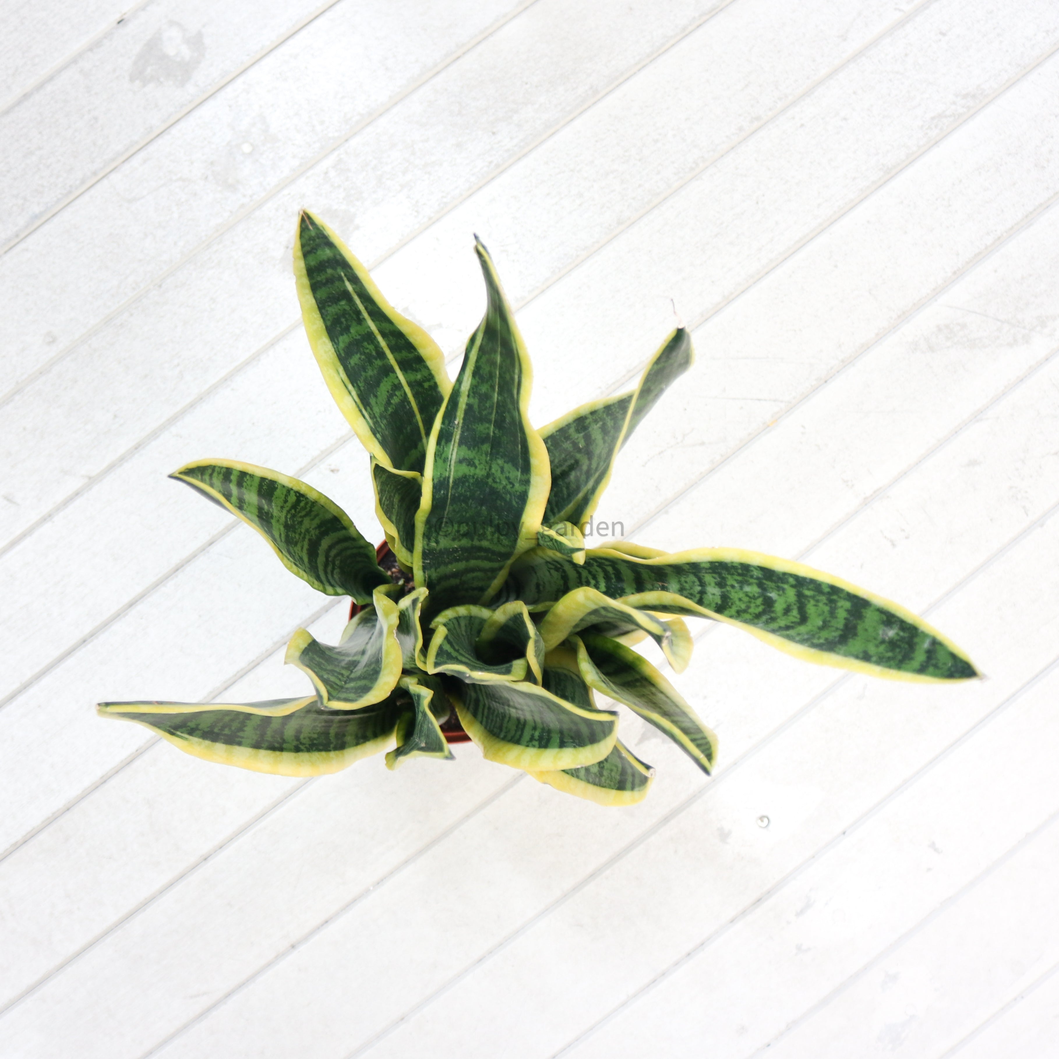 Large Sansevieria trifasciata Laurentii (90cm) - ‘Mother-in-law’s Tongue’ in Nursery Grow Pot