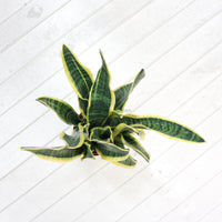 Large Sansevieria trifasciata Laurentii (90cm) - ‘Mother-in-law’s Tongue’ in Nursery Grow Pot