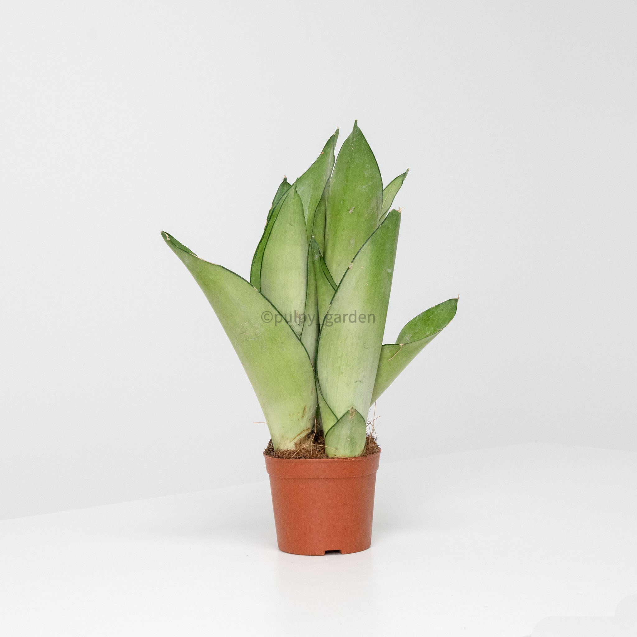 Sansevieria Trifasciata Moonshine in Nursery Grow Pot