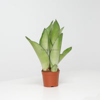 Sansevieria Trifasciata Moonshine in Nursery Grow Pot