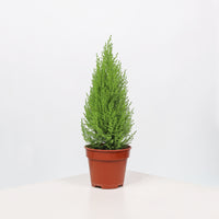 Cupressus Goldcrest Wilma Plant in Nursery Grow Pot