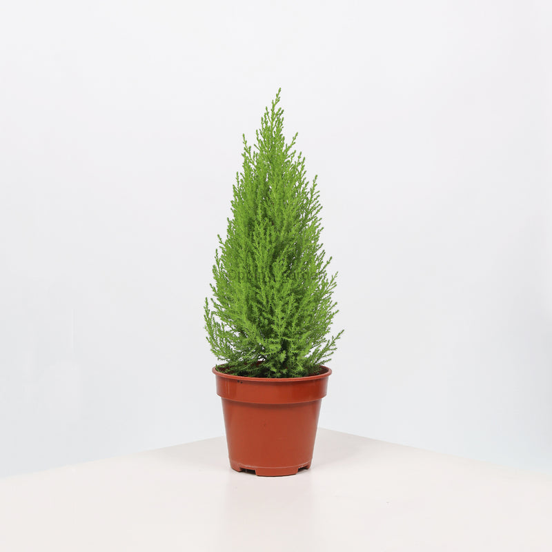 Cupressus Goldcrest Wilma Plant in Nursery Grow Pot