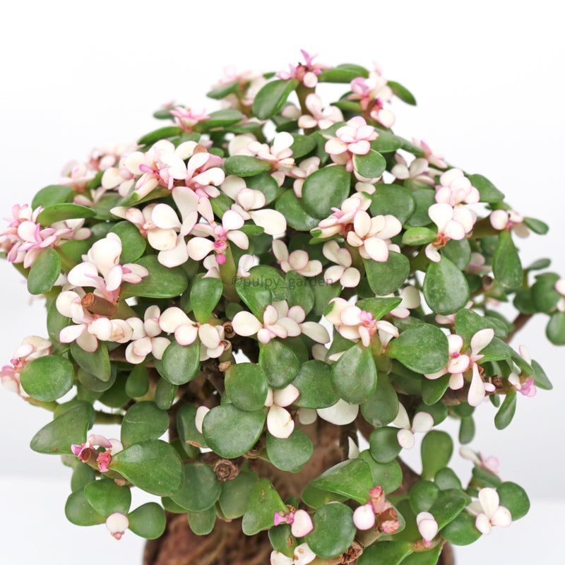 Chinese Jade Ginseng plant in Nursery Grow Pot (树马齿苋)