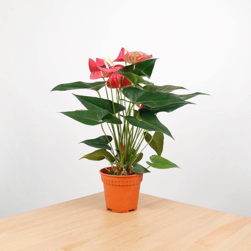 anthurium premium Anthurium andraeanum (New Pink/RED) in Nursery Grow Pot – Pulpy Garden
