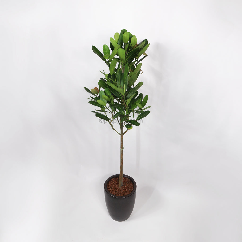 Large Happiness tree (170cm) in Black Rustic Planter