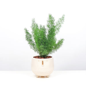 Asparagus Densiflorus Myers in Hey Cutie