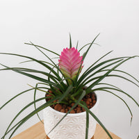 Pink Quill in Ceramic Planter with Wooden Stand