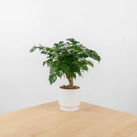 China Doll Plant (40cm) in Bella Planter