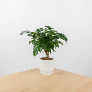 China Doll Plant (40cm) in Bella Planter