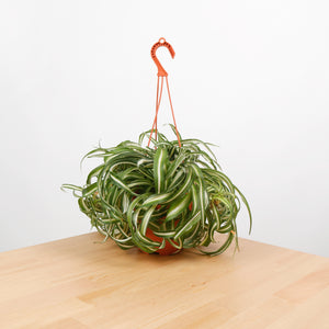 Chlorophytum Comosum ‘Curly Spider Plant’ in Nursery Grow Pot