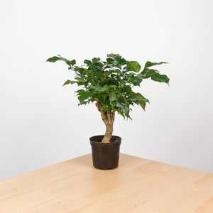 China Doll Plant (40cm) in Nursery Grow Pot