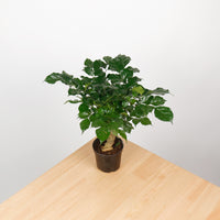 China Doll Plant (40cm) in Nursery Grow Pot