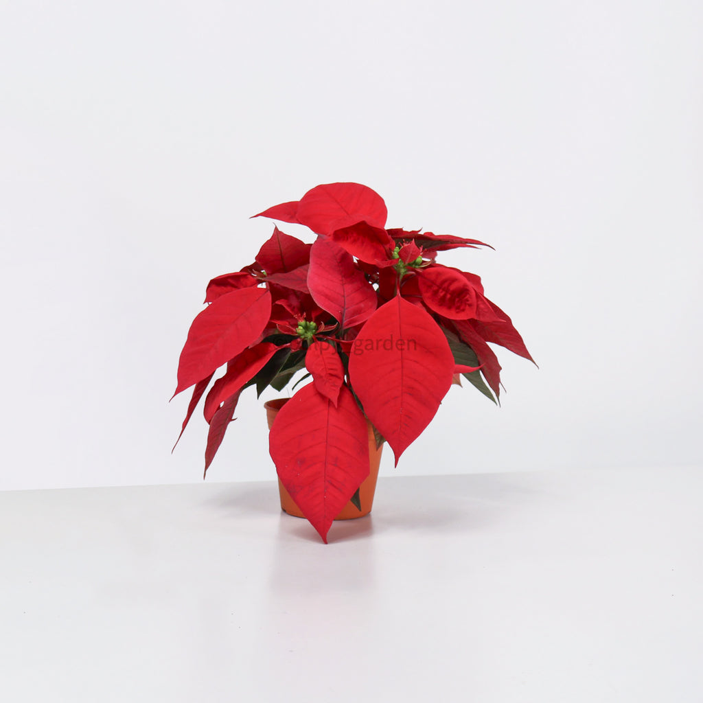 Poinsettia Plant (CHRISTMAS FLOWER)