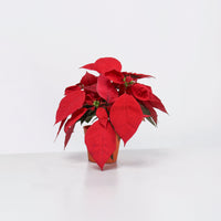 Poinsettia Plant (CHRISTMAS FLOWER)