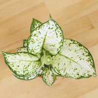 Aglaonema "Super White" in Nursery Grow Pot