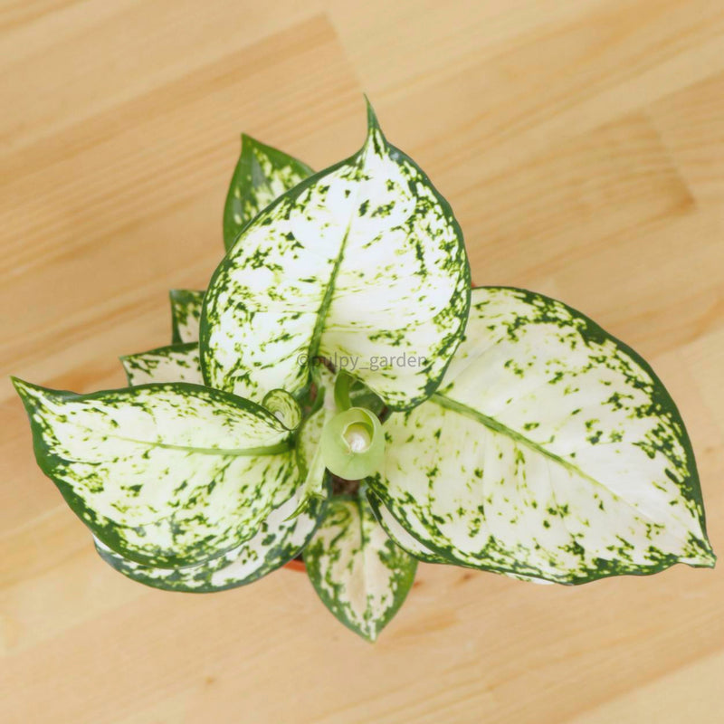 Aglaonema "Super White" in Nursery Grow Pot