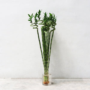 Lucky Bamboo (40cm, 60cm, 80cm, 100cm) 1 Stem