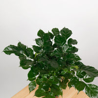 China Doll Plant (40cm) in Nursery Grow Pot