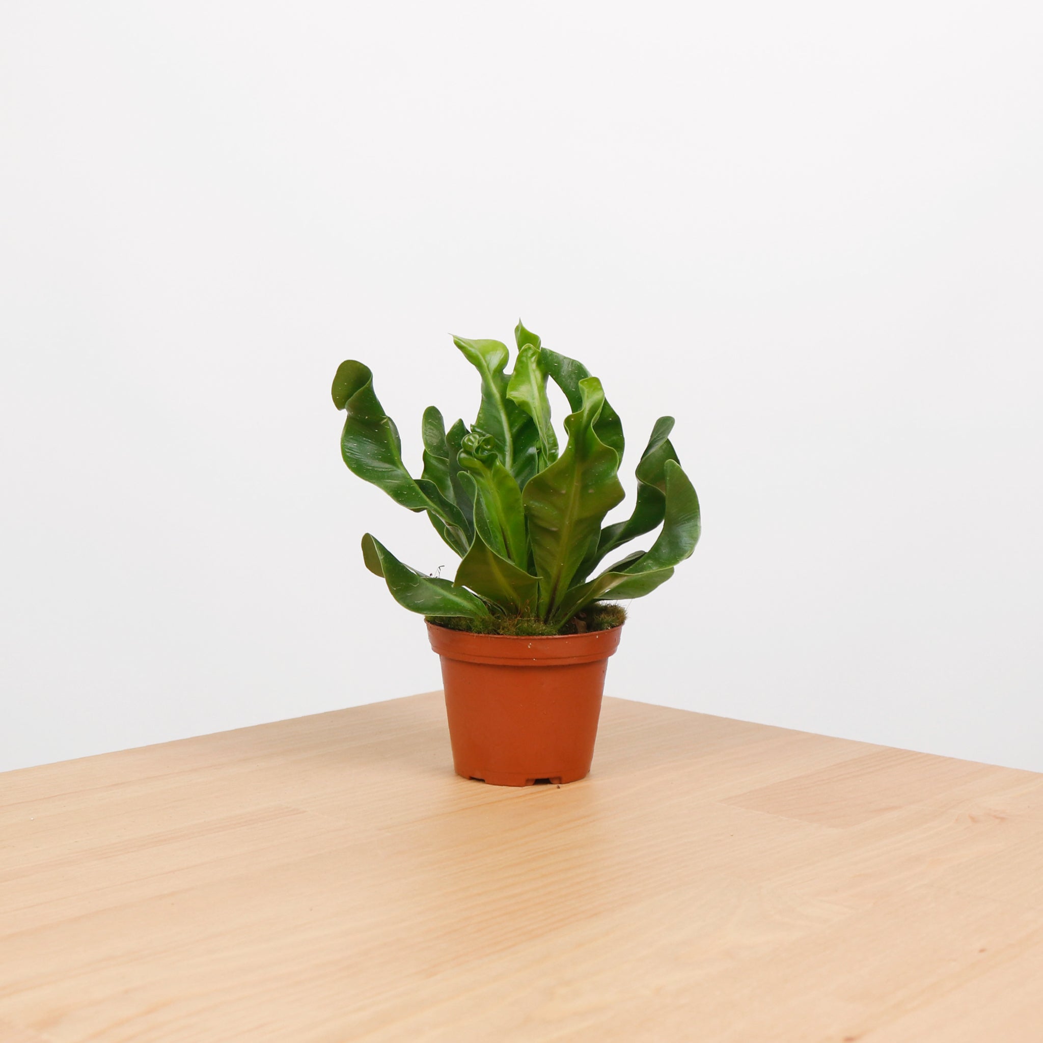 mini birds nest fern ASPLENIUM MANILA Bird's Nest Fern (SMALL) in Nursery Grow Pot – Pulpy Garden