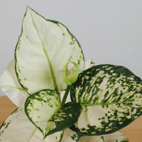 Aglaonema "Super White" in Nursery Grow Pot