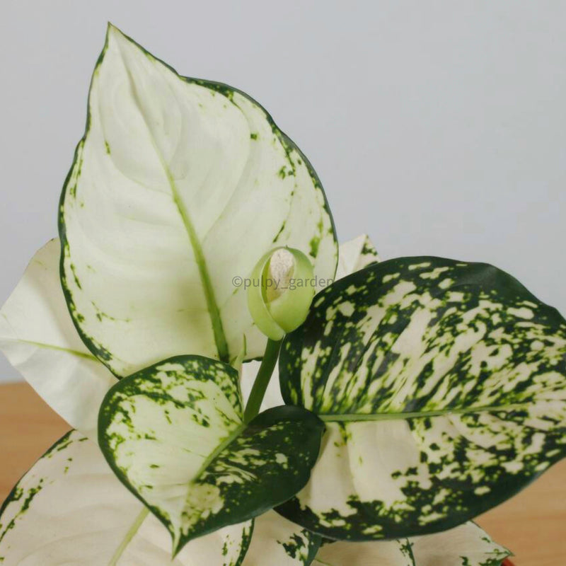 Aglaonema "Super White" in Nursery Grow Pot