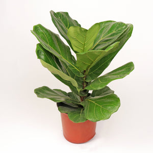 Large Ficus Lyrata - 'Fiddle Leaf Fig’ (60cm) in Nursery Grow Pot