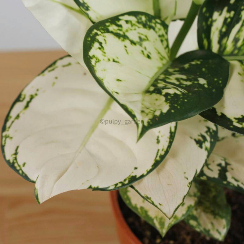 Aglaonema "Super White" in Nursery Grow Pot